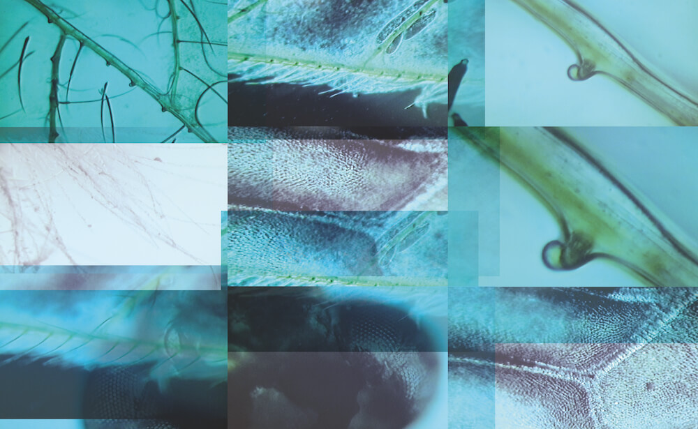 Mikroskopiecollage, 2015, Mikroskopie + Fotografie Collage, © Aniela Helen Guse
