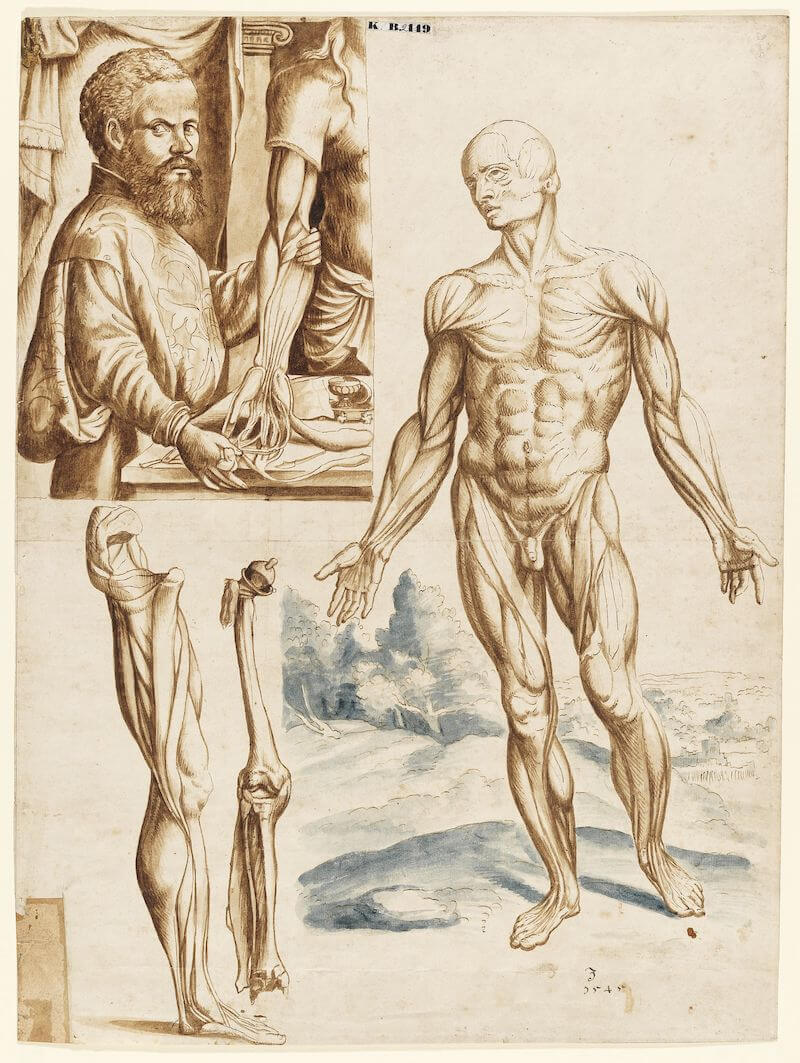 Muskelmann mit Porträt des Vesalius, 1545 Feder und Pinsel auf Papier 39,9 cm hoch x 31,8 cm breit Germanisches Nationalmuseum, Nürnberg