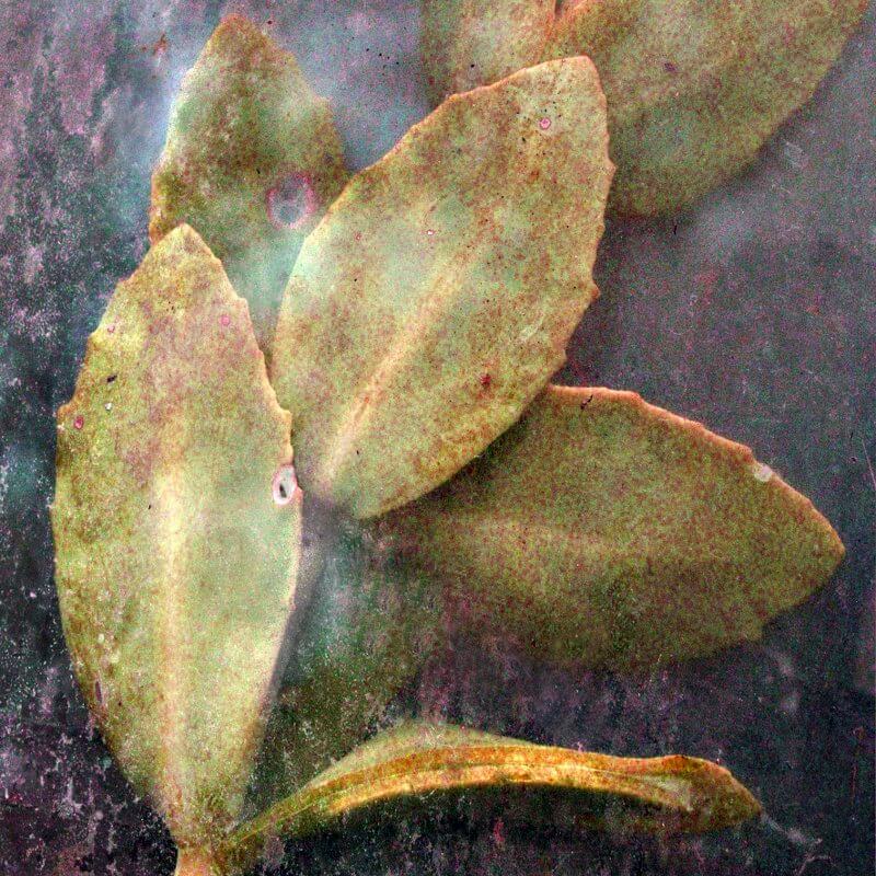 Am Wegesrand, © Gabriella Héjja