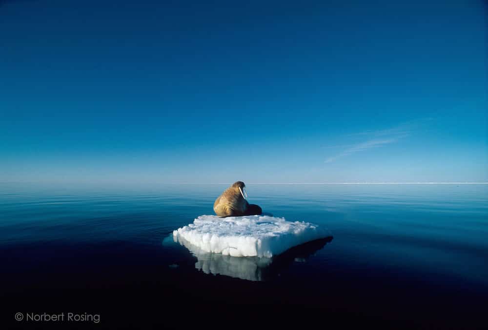 © Norbert Rosing