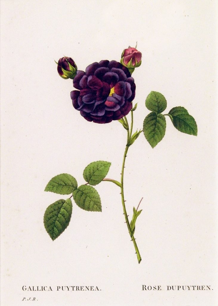 Pierre-Joseph Redouté (1759–1840) GALLICA PUYTRENEA, 1824–1826 Kolorierter Farbkupferstich aus Les Roses von Pierre Joseph Redouté. Foto: Nürnberger Buch- und Kunstantiquariat Guido Schwald und Christoph Müdsam GbR