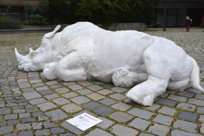 Dorota Hadrian: Nashorn, Foto: Krakauer Haus