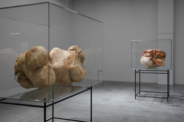 Peter Buggenhout, Peter Buggenhout,