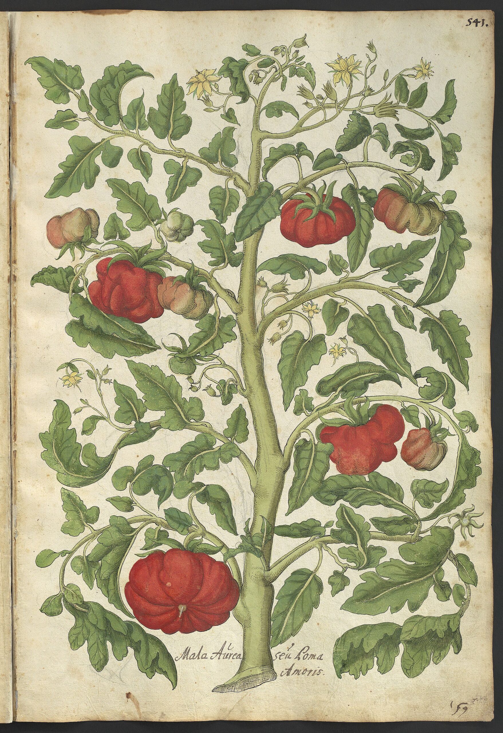 Tomaten (rechts) aus: Georg Öllinger: Magnarum medicine partium herbariae et zoographiae imagines, Nürnberg, um 1553 Universitätsbibliothek der FAU Erlangen-Nürnberg Kat. Nr. 38