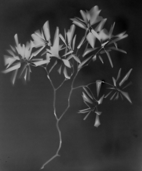 Fotoarbeit Gartenabfall von Günter Derleth, heller Blütenzweig vor dunklem Grund